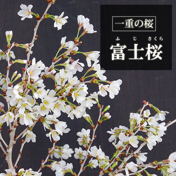 富士桜