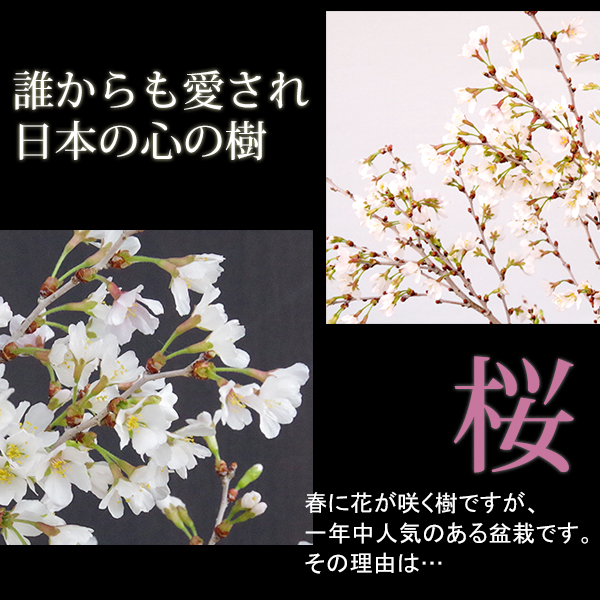富士桜