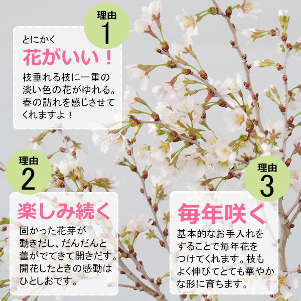 富士桜