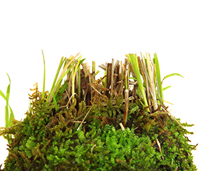 風知草の苔玉