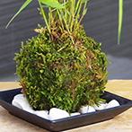 風知草の苔玉