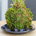 風知草の苔玉