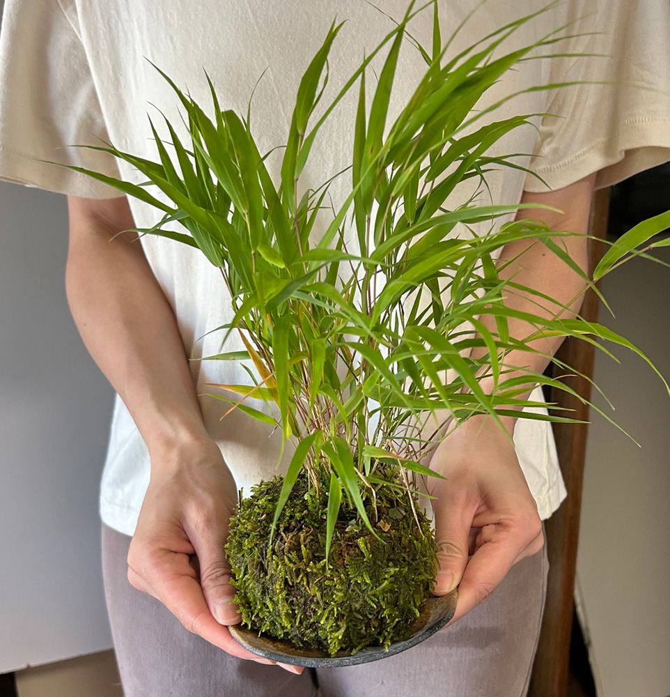 風知草の苔玉