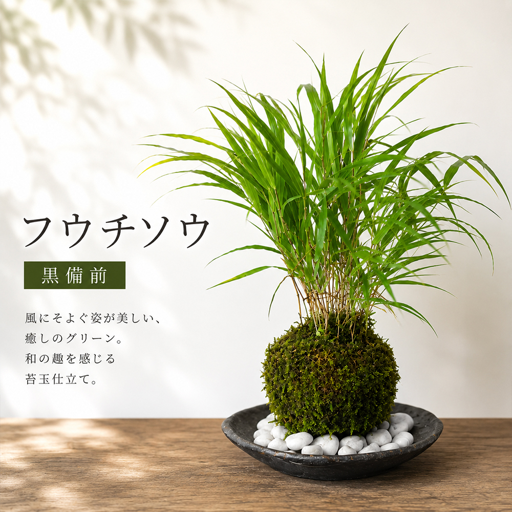 風知草の苔玉