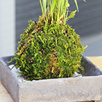 風知草の苔玉