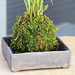 風知草の苔玉