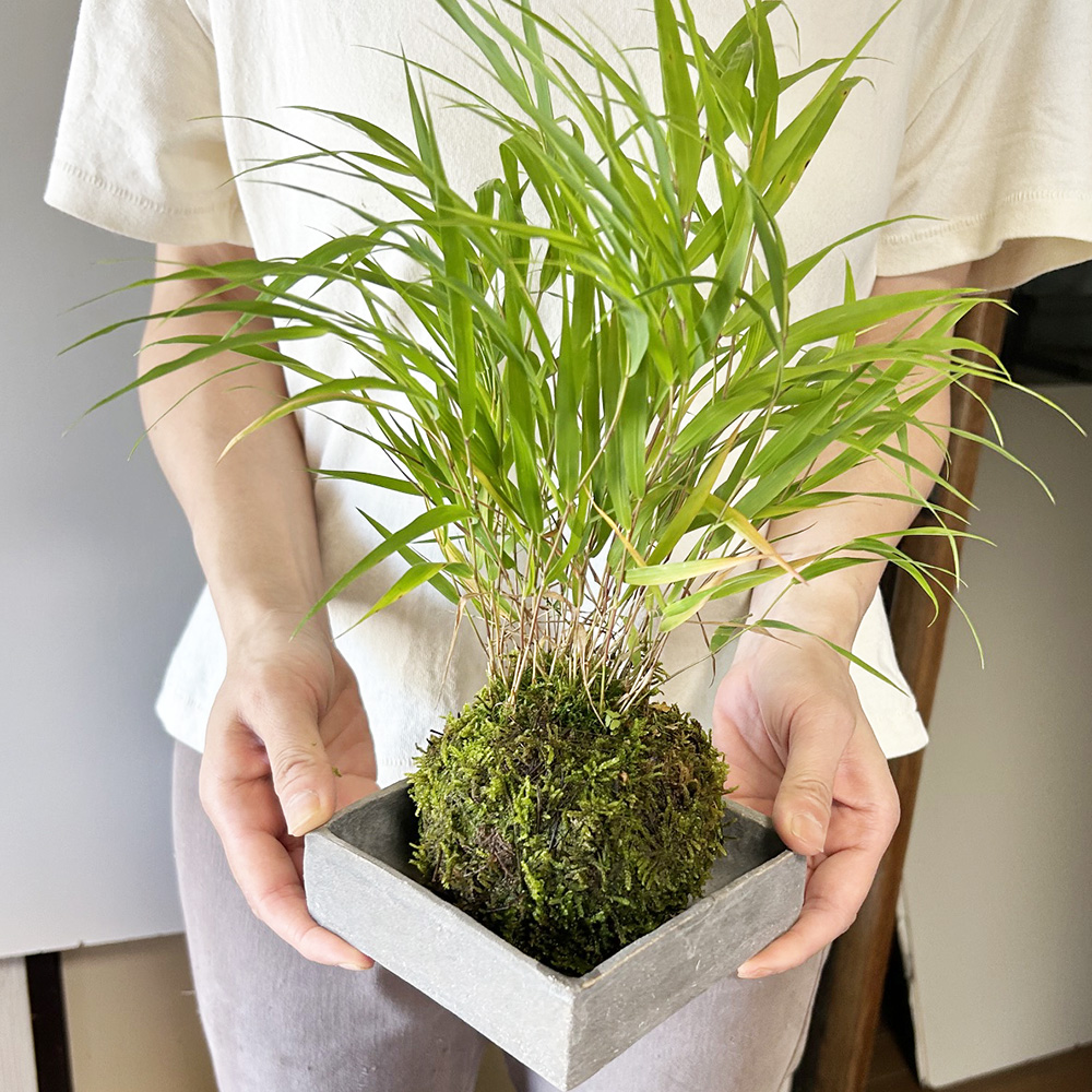 風知草の苔玉