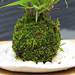 風知草の苔玉