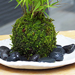 風知草の苔玉