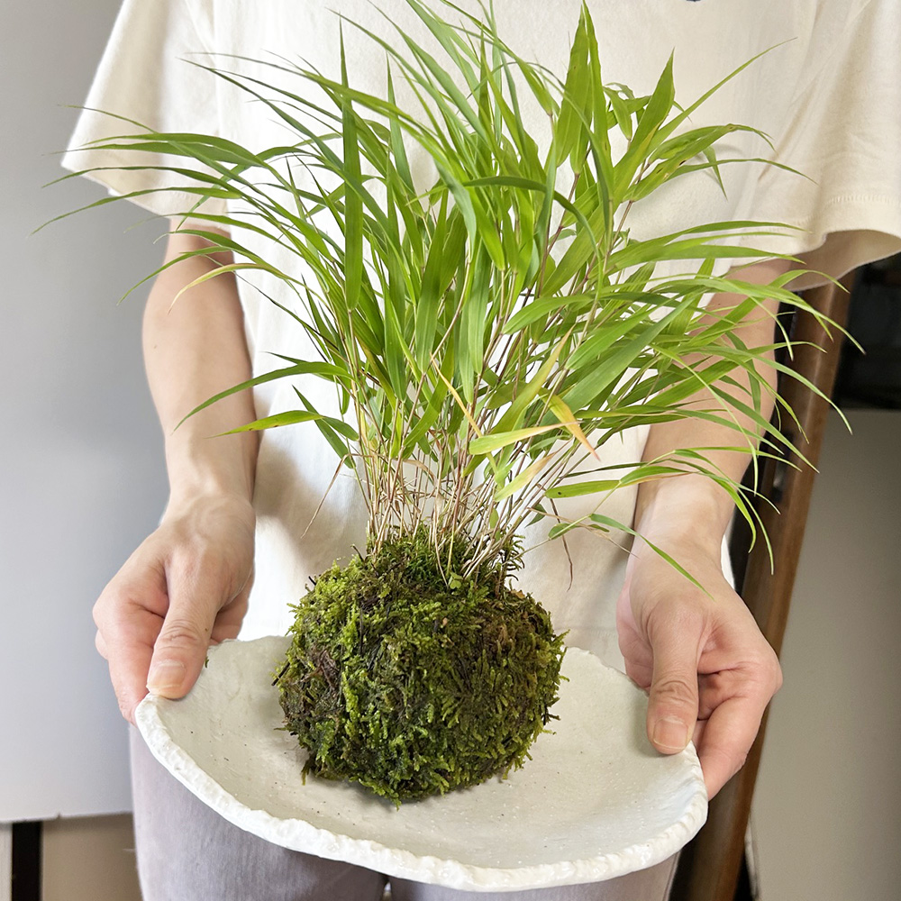 風知草の苔玉