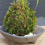 風知草の苔玉