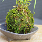 風知草の苔玉