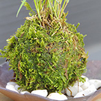 風知草の苔玉
