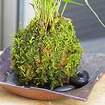 風知草の苔玉
