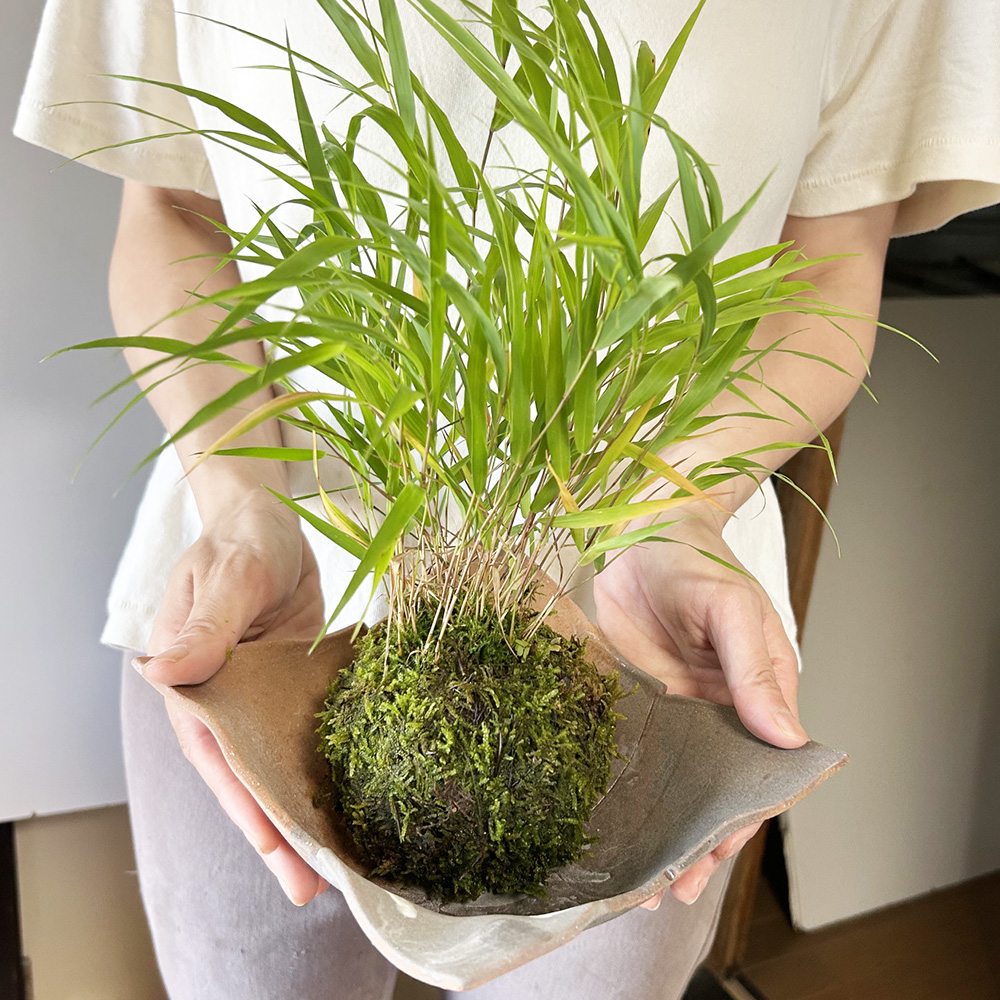 風知草の苔玉