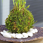 風知草の苔玉