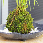 風知草の苔玉