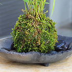 風知草の苔玉