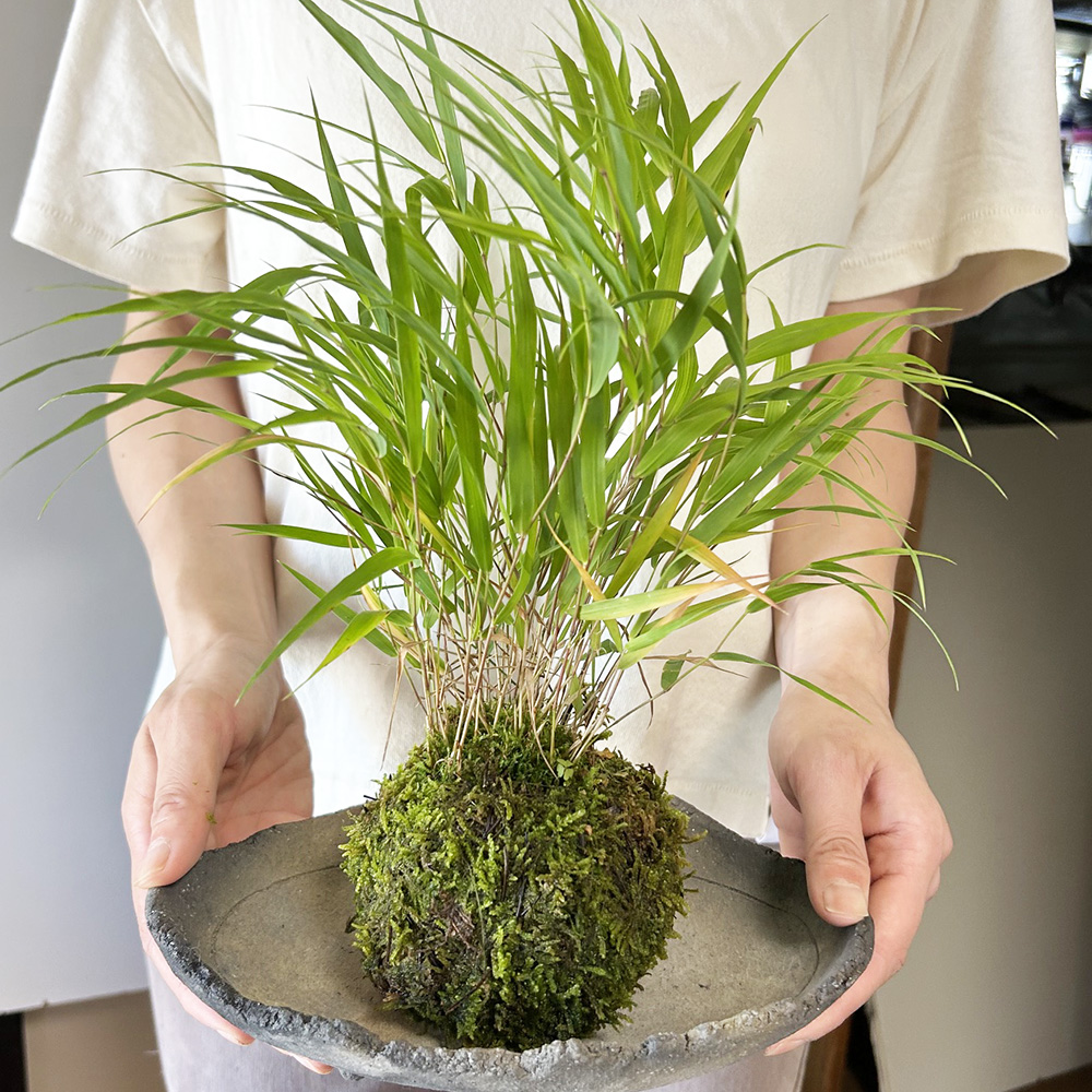 風知草の苔玉