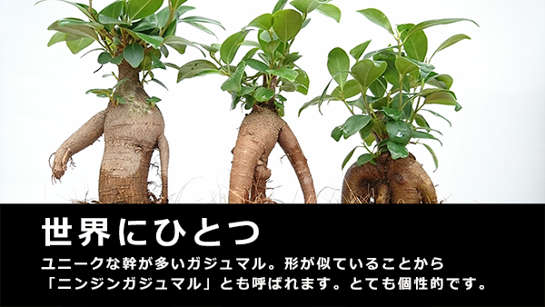 ガジュマル