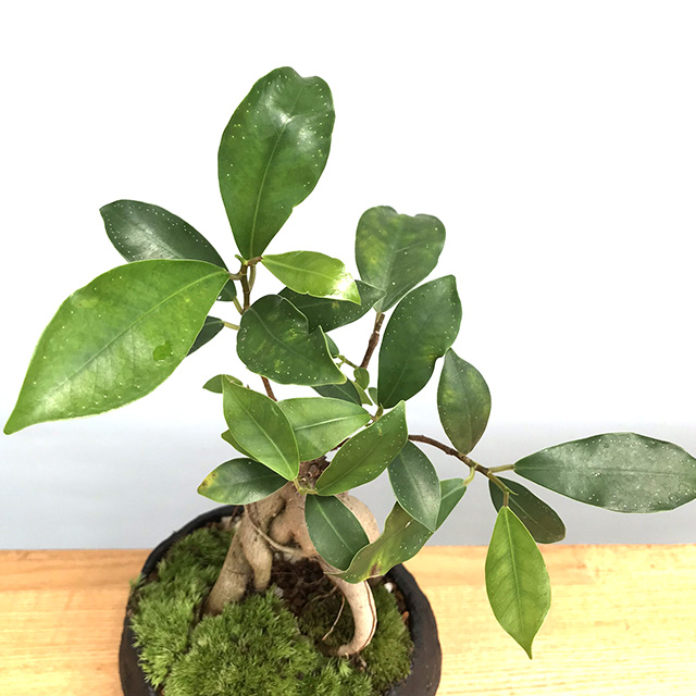 ガジュマルの鉢植え