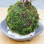 桜の苔玉