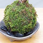 桜の苔玉