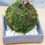 桜の苔玉