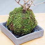 桜の苔玉