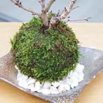 桜の苔玉