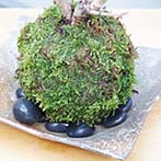 桜の苔玉