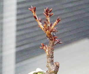 桜の苔玉