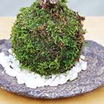 桜の苔玉