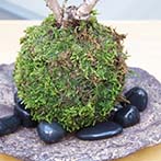 桜の苔玉