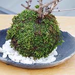 桜の苔玉