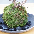 桜の苔玉