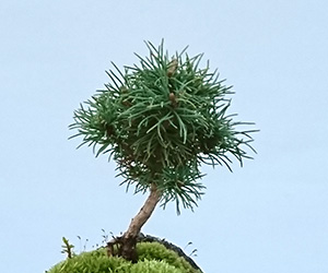 五葉松の盆栽