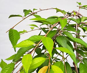 桜の苔玉