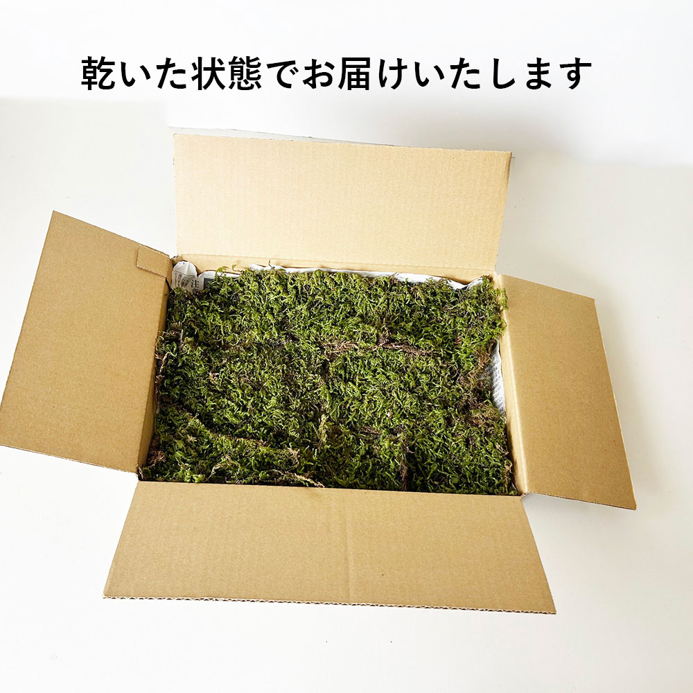 苔玉作りなどに【ハイゴケ】