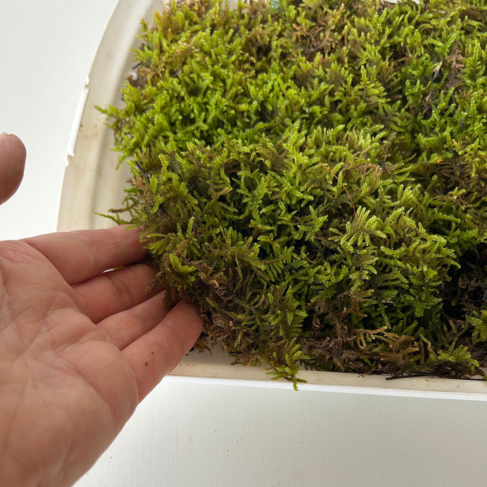 苔玉作りなどに【ハイゴケ】