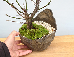 梅の盆栽