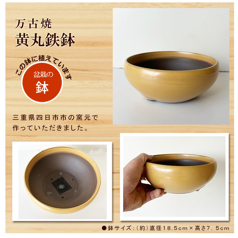 信楽焼