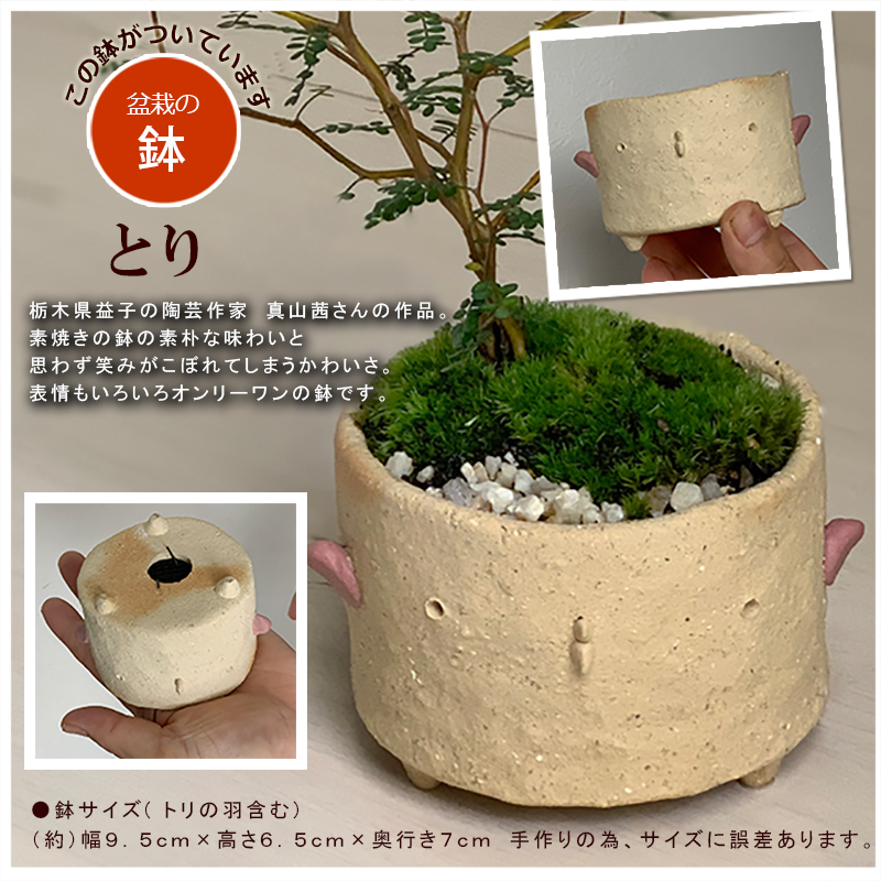 盆栽キット