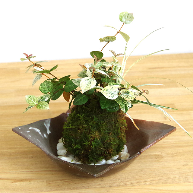 初雪カズラの吊り苔玉