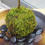 モミジ（ハウチワカエデ）の苔玉