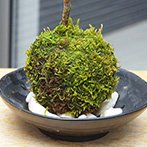 モミジ（ハウチワカエデ）の苔玉