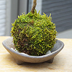 モミジ（ハウチワカエデ）の苔玉