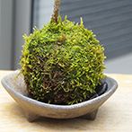 モミジ（ハウチワカエデ）の苔玉