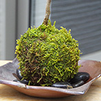 モミジ（ハウチワカエデ）の苔玉