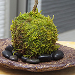 モミジ（ハウチワカエデ）の苔玉